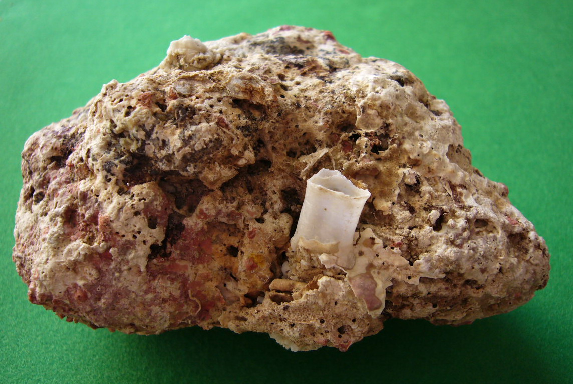 Clavangella aperta